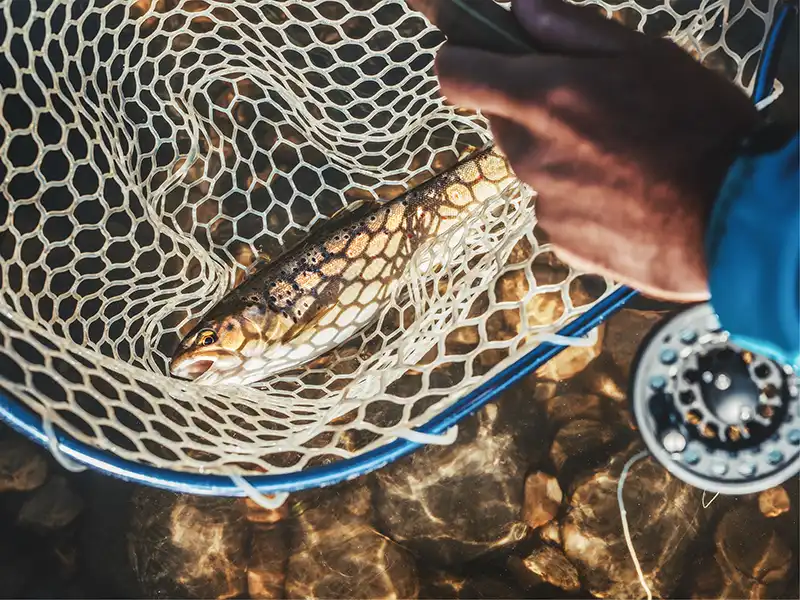 Brown trout in a rubber-mesh catch and release landing net while fly fishing