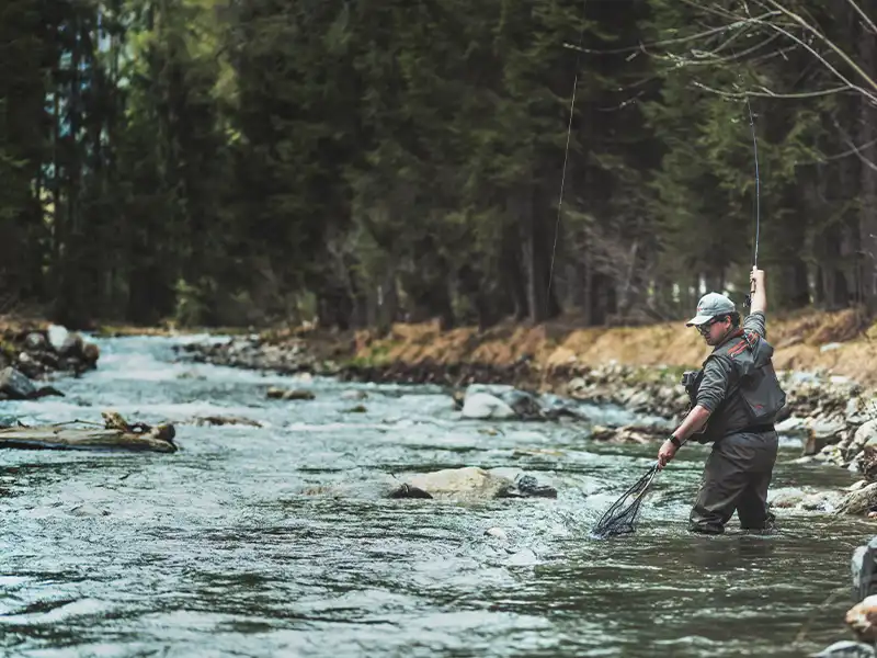 Fly angler playing a fish with landing net on the Rio Selva dei Molini